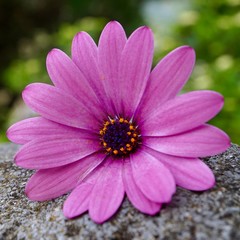 Obraz premium pink flower plant in the garden in summer, flower with pink petals in the nature