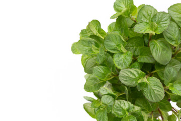 Naklejka premium Fresh green spices isolated on white background, top view.