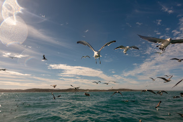 seagulls flying over the sea