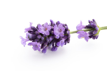 Lavender flowers on a white background.