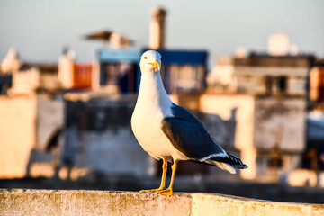 seagull on roof, photo as background