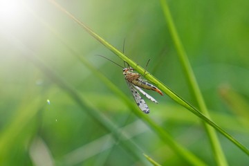 green flower plant in the nature in summer