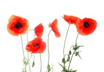 Fototapeta premium Piękne czerwone kwiaty maku na białym tle
