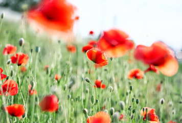 Beautiful red poppy flowers in green field