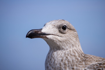 Portrait einer Silbermöwe