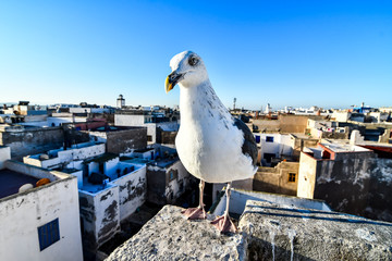 seagull on roof of house, photo as background