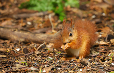 A beautiful cute baby Red Squirrel (Sciurus vulgaris).  Taken on the Island of Anglesey, North Wales, UK in late spring