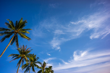 Coconut palm tree with blue sky for background