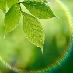 green tree leaves and branches in the nature in summer, green background