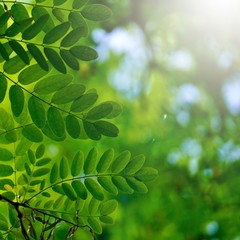 green tree leaves and branches in the nature in summer, green background