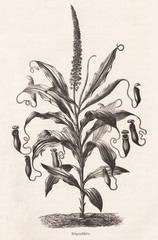 Nepenthes flower vintage illustration