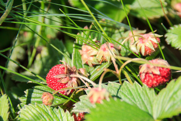 Wild strawberry. Natural strawberry. Ripe red wild strawberry field on a sunny day