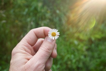 hand with a beautiful flower plant, man hand with flowers