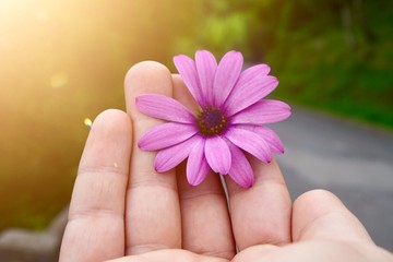 hand with a beautiful flower plant, man hand with flowers