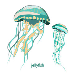 Jellyfish. Vector illustration of two jellyfish on white background