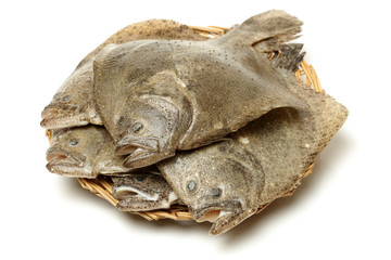 Psetta maxima (Turbot Fish) on white background