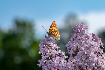 Swedish butterfly looking for nectar on an acid. Colorful day butterflies one can see in gardens or at a flower in the summer. There are about 120 species in Sweden.