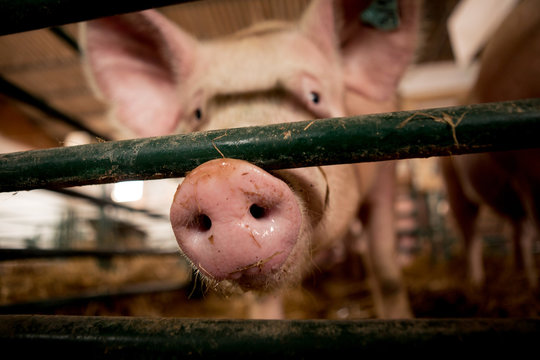 The focus on the young pig's nose while it is in the stables with other pigs.