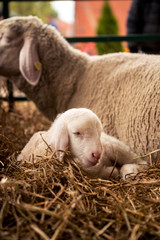 A beautiful white lamb lay on the side of the sheep in the stables.