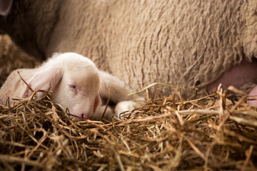 The beautiful white lamb lies on the straw beside the sheep in the stables.