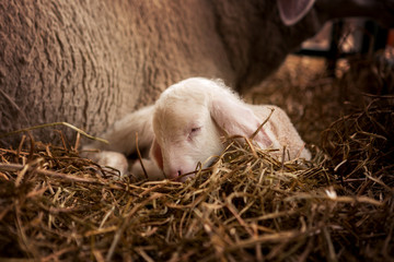 Beautiful white sheep's cub lies next to mother sheep in the stables. © borevina