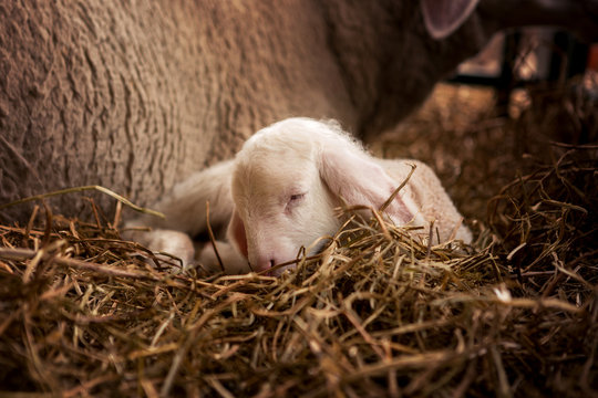 Beautiful white sheep's cub lies next to mother sheep in the stables.
