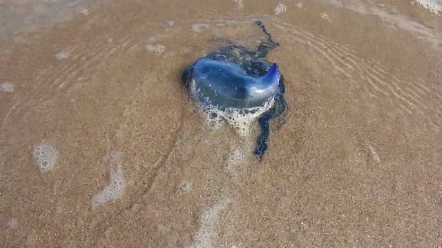 The Portuguese man o' war Bluebottle jellyfish washed up in Tarfaya Morocco beach.The Portuguese man o' war (Physalia physalis), also known as the Bluebottle, man-of-war, or bluebottle.