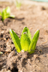 Hyacinth sprout come out from soil in early spring. Spring plant in garden at morning dew. Shallow depth of field image.