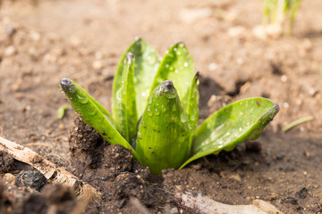 Hyacinth sprout come out from soil in early spring. Spring plant in garden at morning dew. Shallow depth of field image.