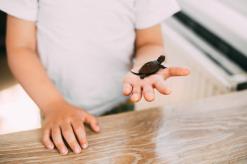 Little boy holding a turtle, hands close-up, animal care concept