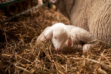 A beautiful little lamb lies on the hay next to her mother in the stables.