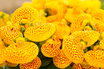 Calceolaria hybrid, pouch flower, slipper flowers. Close-up. Macro. Soft focus effect.