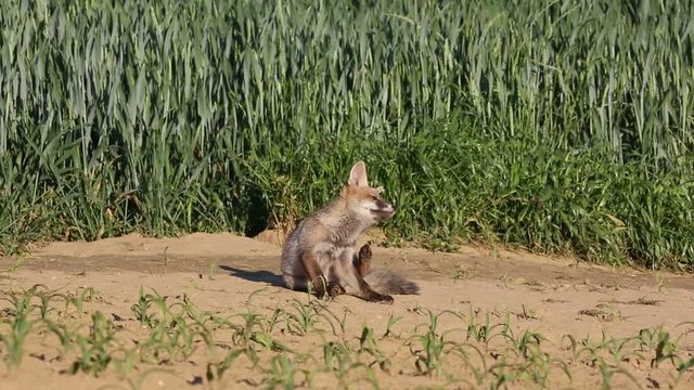 wildlife and wild animals, young red fox in a meadow