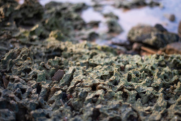 Skeleton of green-gray coral reef on the shore at the water's edge in Hikkaduwa, Sri Lanka