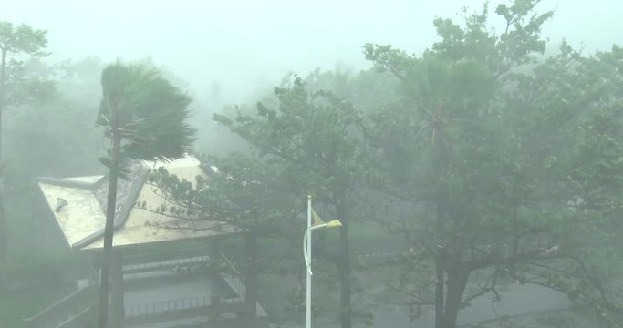 Powerful Hurricane Force Winds Lash Trees - Megi