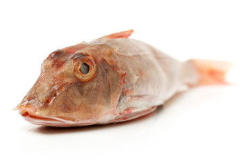 Red Gurnard Fish (Chelidonichthys cuculus) on White Background