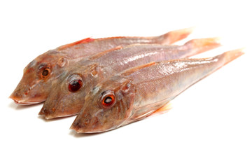 Red Gurnard Fish (Chelidonichthys cuculus) on White Background