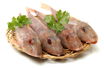 Red Gurnard Fish (Chelidonichthys cuculus) on White Background