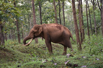 Fototapeta na wymiar Elephant sighting int he wild Wayanad Forest
