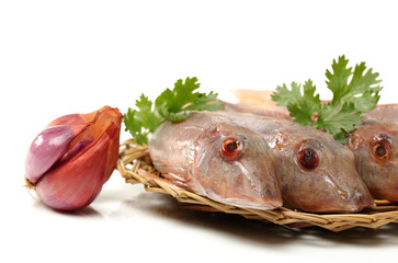 Red Gurnard Fish (Chelidonichthys cuculus) on White Background