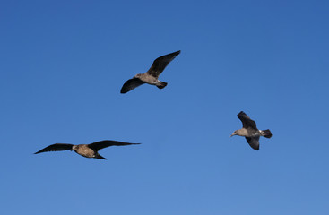 Birds circling on air thermals with open wings