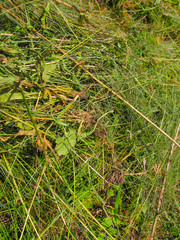 Grass