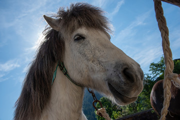 close up of the head of a white horse against light