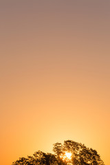 landscape with sun rising behind tree