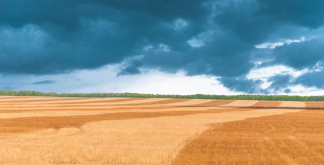 Fototapeta premium Wheat ready to be harvest in the summer to produce bread and food