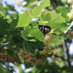 White admiral, butterfly in tree