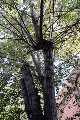 Fototapeta premium ARBOL