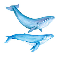 Blue whale watercolor illustration. Spirit animal, totem, wisdom holder, history keeper, peaceful strength, inner truth, creativity, emotional rebirth. Hand drawn painting, isolated, white background.