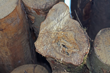 Baum-Querschnitt