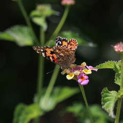 Painted lady, butterfly on flower